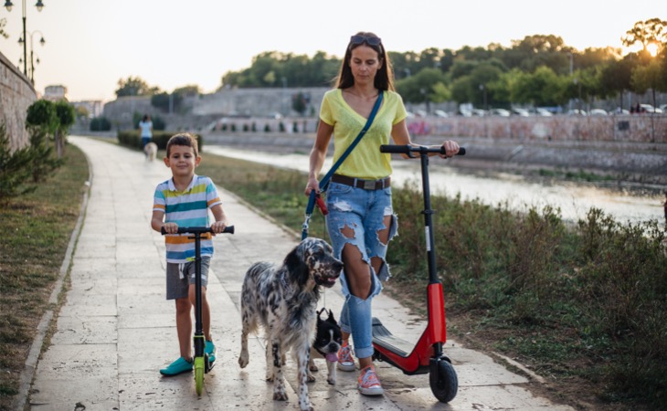 English setter de paseo con un niño