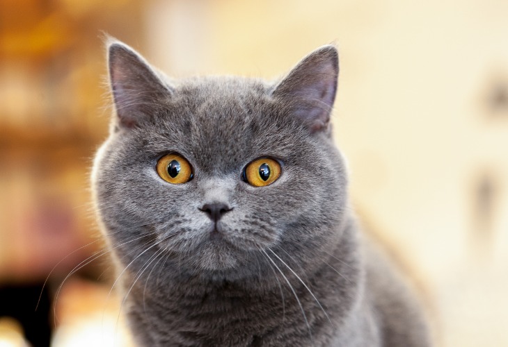 British Shorthair azul de pelo corto con ojos de cobre.