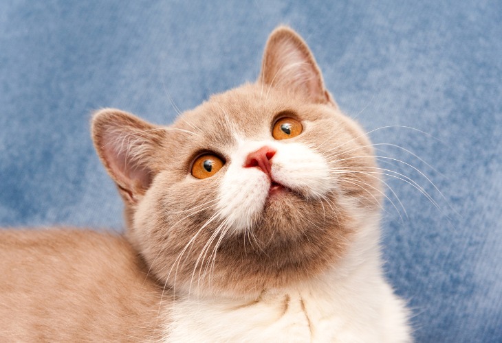 Retrato de un gato British Shorthair bicolor lila y blanco de pelo corto con ojos de cobre.
