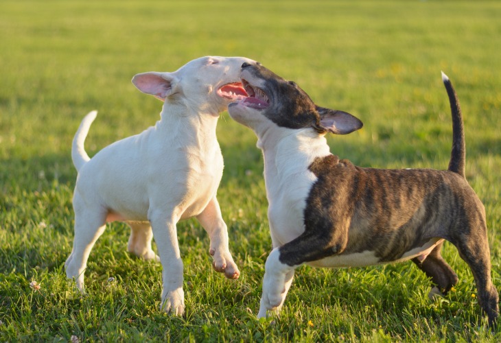 Dos perros Bull Terrier jugando juntos.