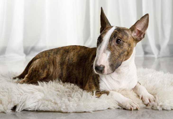 Perro Bull Terrier blanco y marrón.