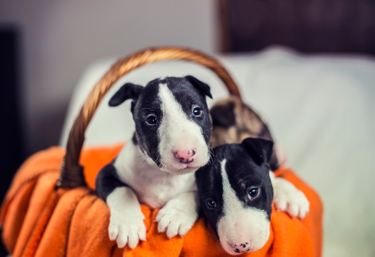 Dos cachorros Bull Terrier blancos y negros.