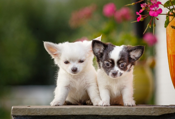 Los chihuahuas pueden tener cualquier color de vestido.