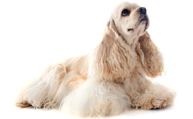 American Cocker Spaniel de color crema.