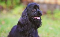 Cocker spaniel negro americano con lengua.