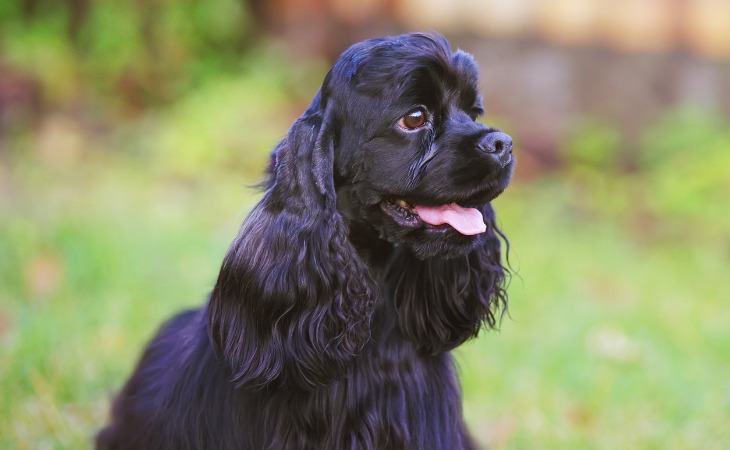 Cocker spaniel negro americano con lengua.