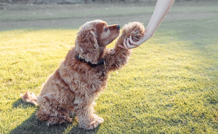 Cocker spaniel en una sesión educativa