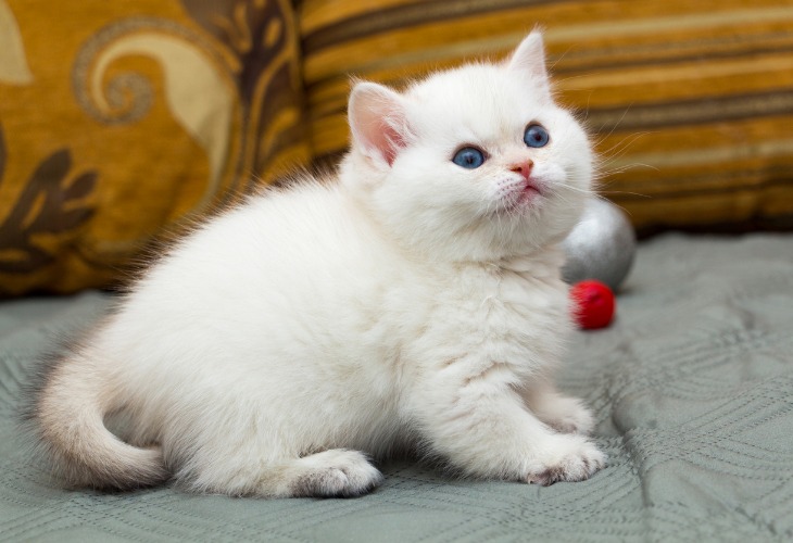 Gatito British Shorthair blanco y black shaded de ojos azules.