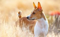 Perro de raza Basenji parado en un campo.