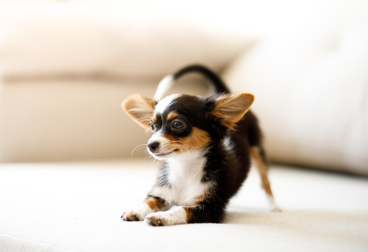 El Chihuahua es un perro con una fuerte personalidad.