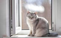 Gato British Shorthair gris de pelo corto sentado frente a una ventana.