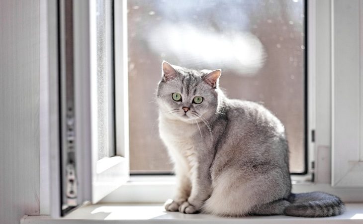 Gato British Shorthair gris de pelo corto sentado frente a una ventana.