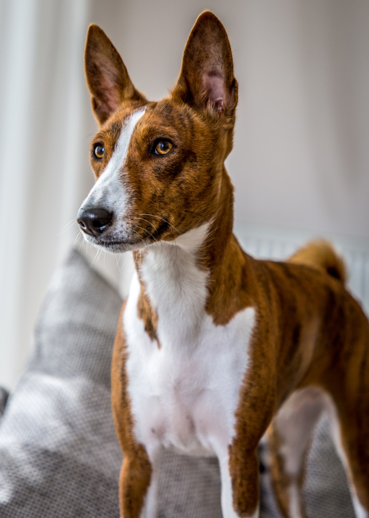 Perro atigrado blanco de raza Basenji de pie en un sofá.