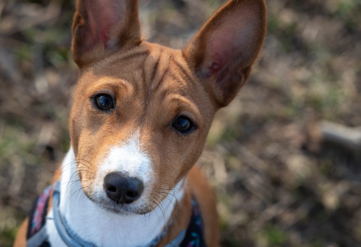 Retrato de un perro blanco y marrón de la raza Basenji.