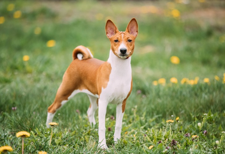 Perro blanco y marrón de raza Basenji, de pie en la hierba.