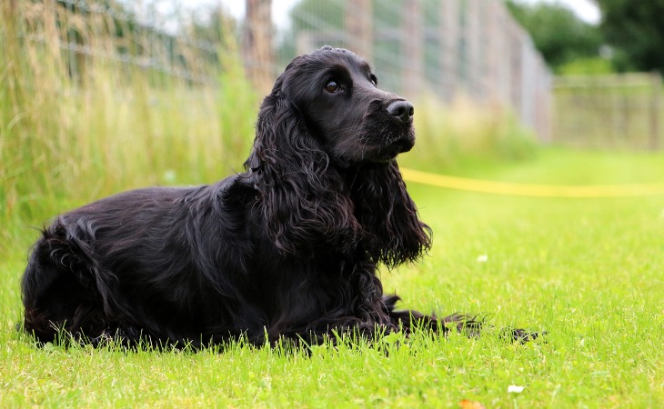 Cocker Spaniel Inglés negro.