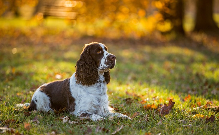 Cocker Spaniel Inglés con un pelaje blanco y marrón.