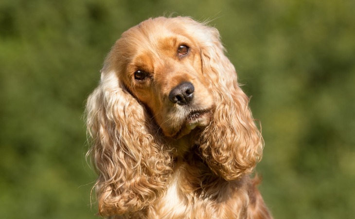 Cocker Spaniel Inglés