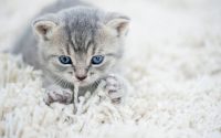 gatito masajeando con sus patas delanteras