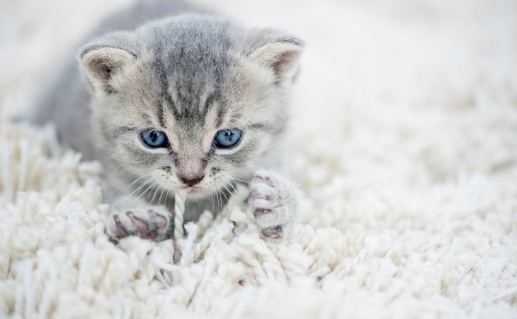 gatito masajeando con sus patas delanteras