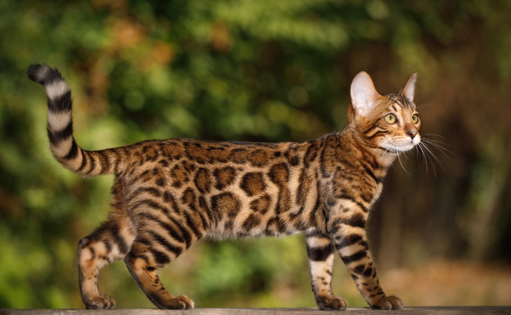 Gato Bengalí