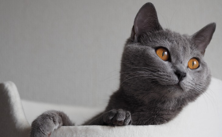 Gato de Chartreux en una cesta.