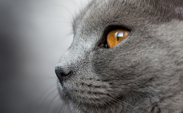 Gato Chartreux con ojos dorados.