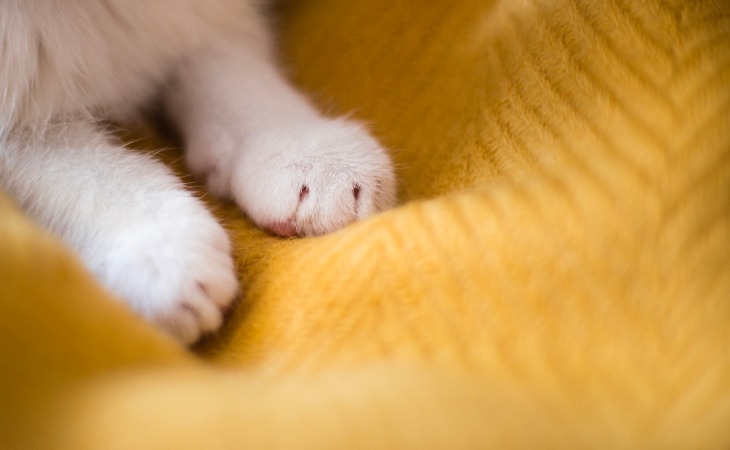 Gato amasando con sus patas delanteras.