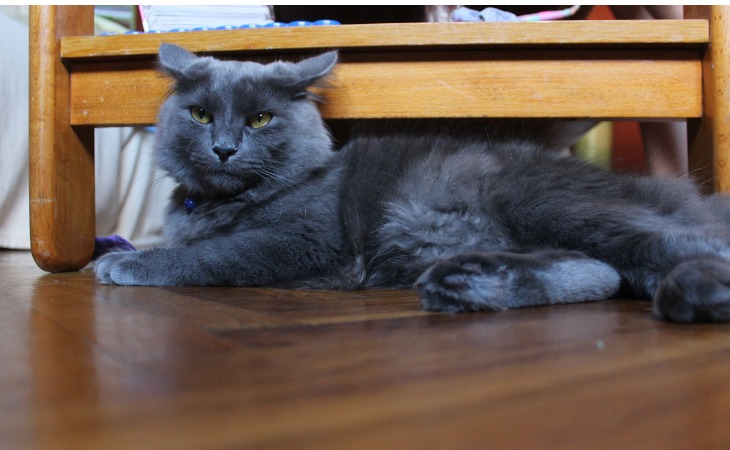 Gato Nebelung