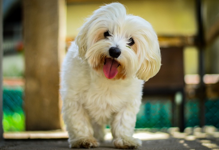 El Bichón Maltés es un perro pequeño. 