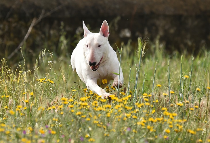 La forma del cráneo del Bull Terrier lo hace fácilmente reconocible.