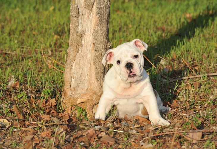 El Bulldog Inglés es un sabueso de patas cortas.