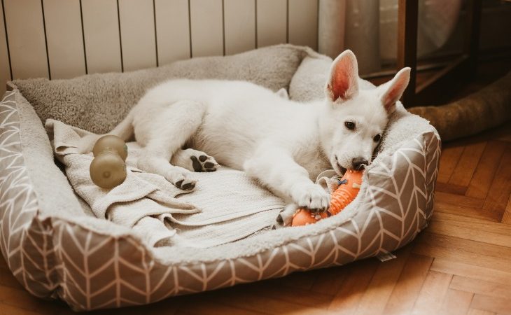 Cachorro blanco tumbado en su cesta masticando un juguete.