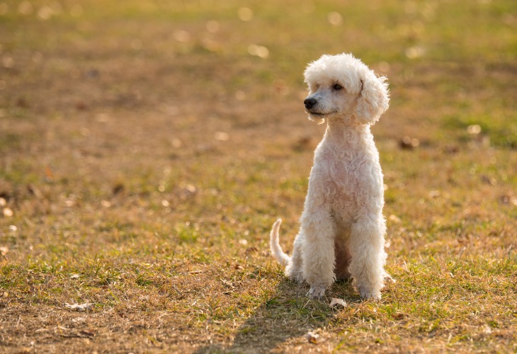 El caniche es uno de los perros más inteligentes.