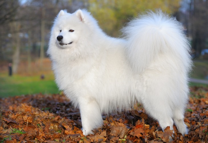 El samoyedo es un perro de la familia de los spitz.