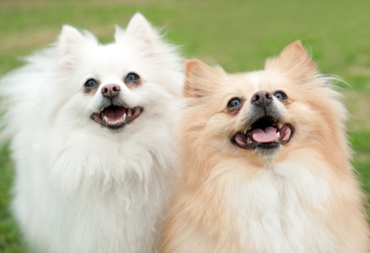 Los Spitz alemanes son perros alegres y cariñosos. 