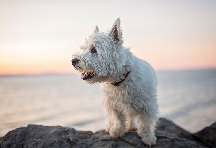 El Westie es un perro pequeño robusto. 