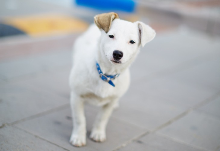 Al Jack Russell no le falta energía.