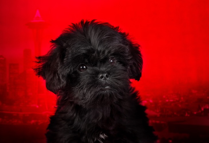 Cachorro de Affenpinscher sobre fondo rojo.