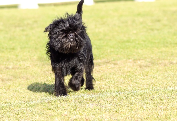 Perro Affenpinscher corriendo en la hierba.