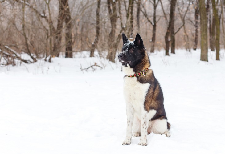 Perro Akita americano sentado en la nieve.