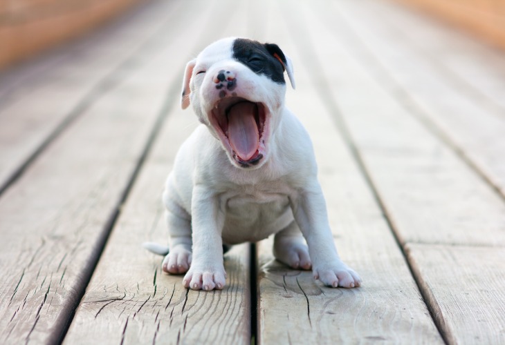 Cachorro de American Stafforshire Terrier sentado en el suelo y bostezando.