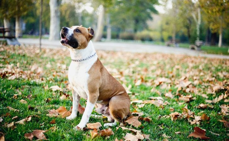 Perro American Staffordshire Terrier sentado en la hierba.