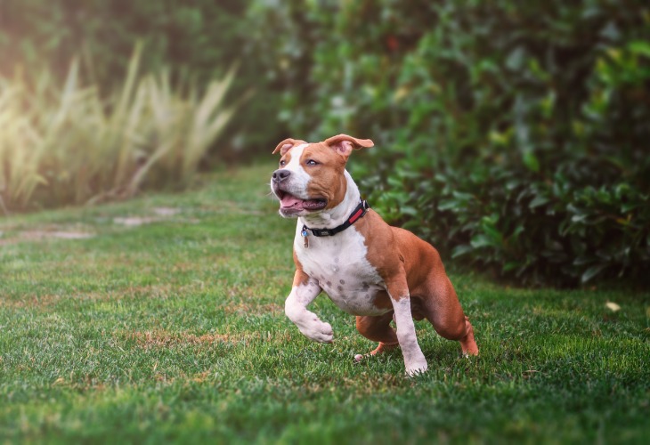 Perro American staffordshire terrier corriendo en la hierba.