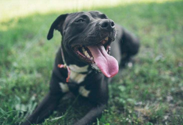 Perro American Staffordshire Terrier negro tumbado en la hierba.