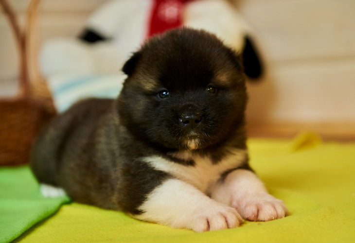 Cachorro de Akita americano.