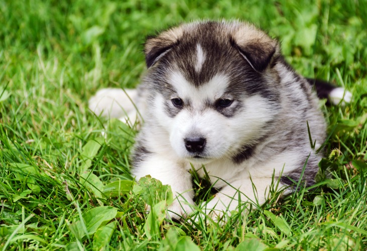 Cachorro de Alaskan Malamute.