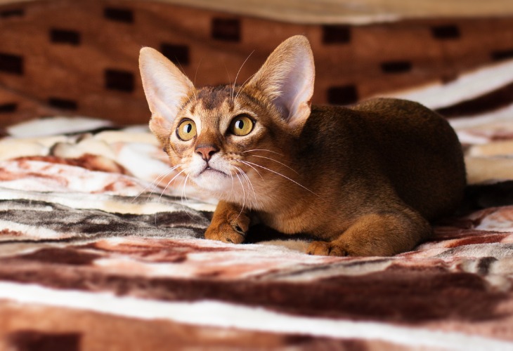 Gatito abisinio jugando en una cama.