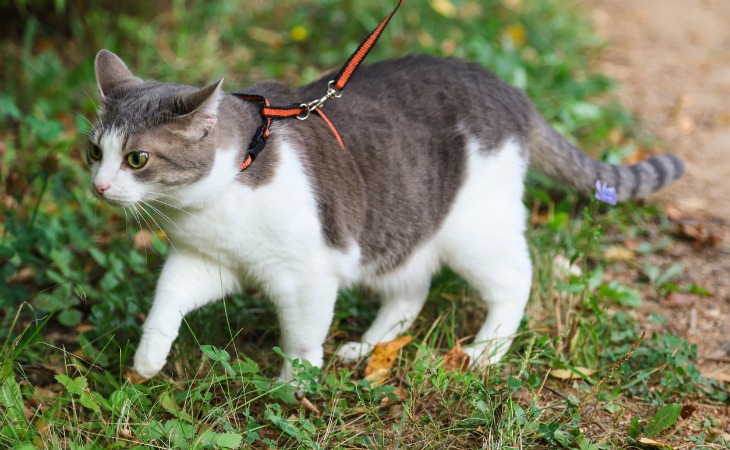 Gato con arnés.