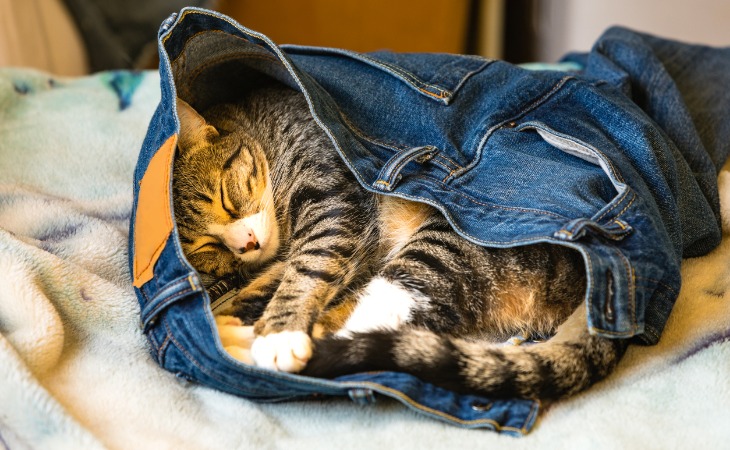 gato en un par de pantalones vaqueros para dormir.